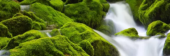 Waterfall running over mossy boulders.