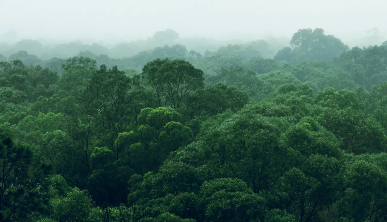 Biodiverse rainforest with bright green trees on a foggy day 