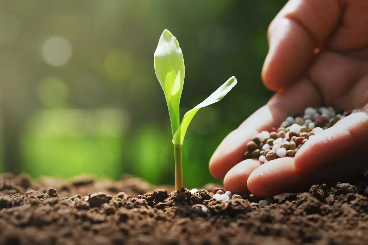 Farmer Hand Pouring Chemical Fertilizers for Young Sprouting Corn