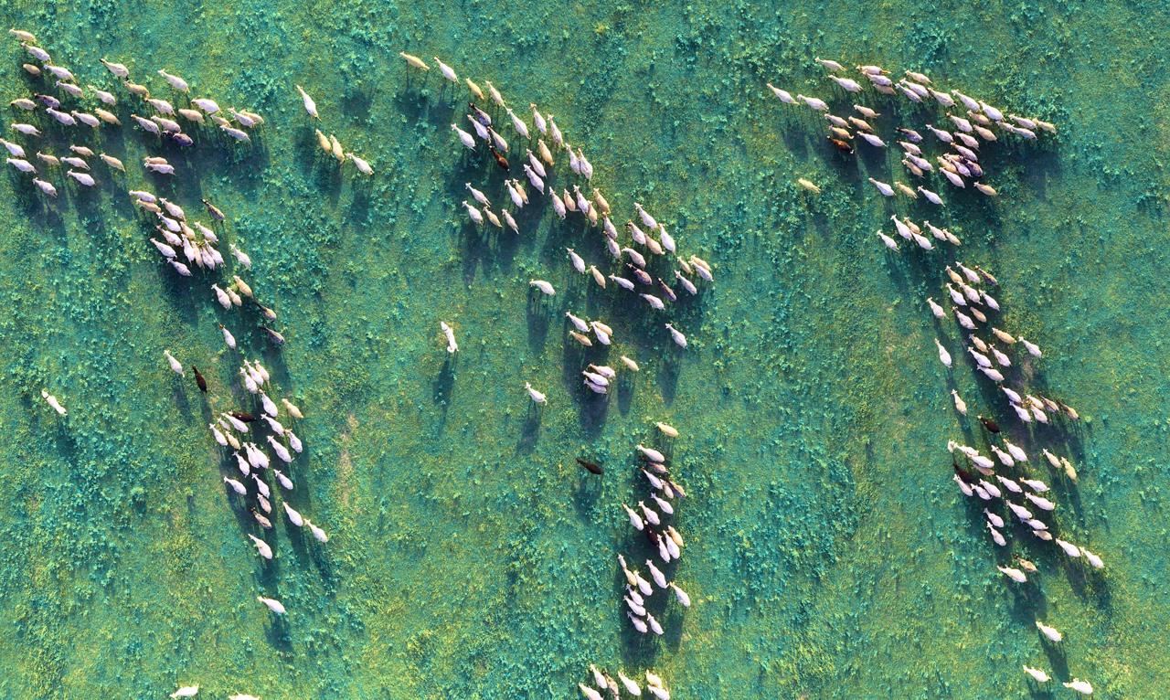 Aerial view sheep's herd.