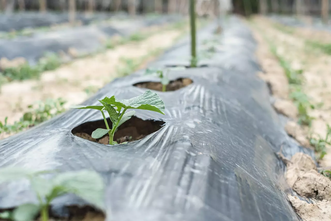 Row of baby tree on soil covered by plastic or mulching film in agriculture.