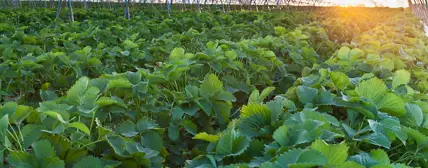 温室和小拱棚薄膜