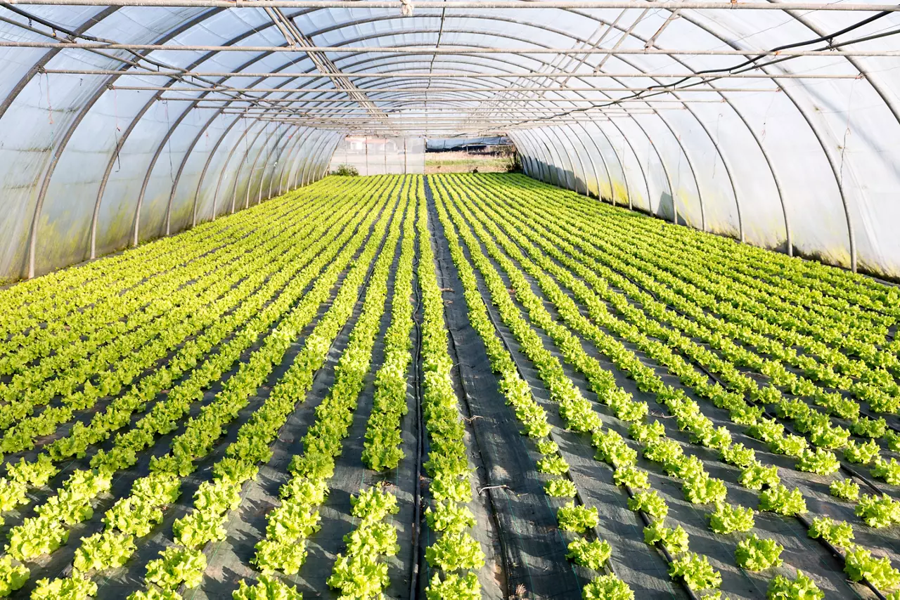 Lettuce crop inside a greenhouse 