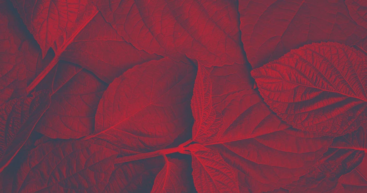 red leaves