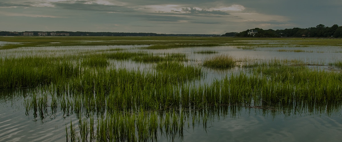 Grasses in a wetland