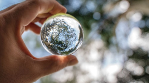 glass ball with tree in it