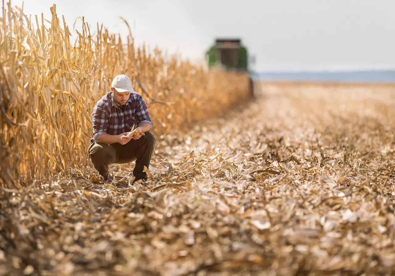 Farmer in corn fields