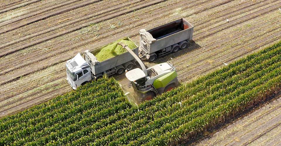 Agricultural equipment harvests and collects crops in a large field