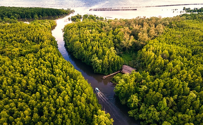 Thailand mangrove forest viewed from the air